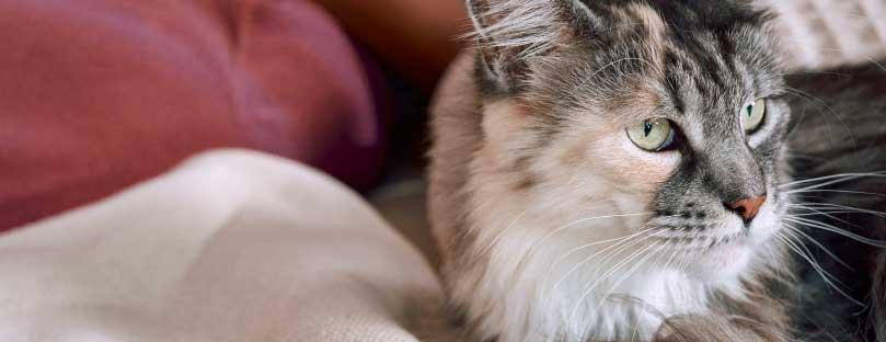 Enfermedades en gatos