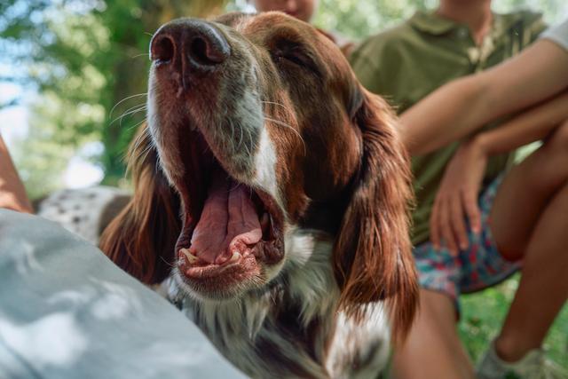 Vacunación en perros
