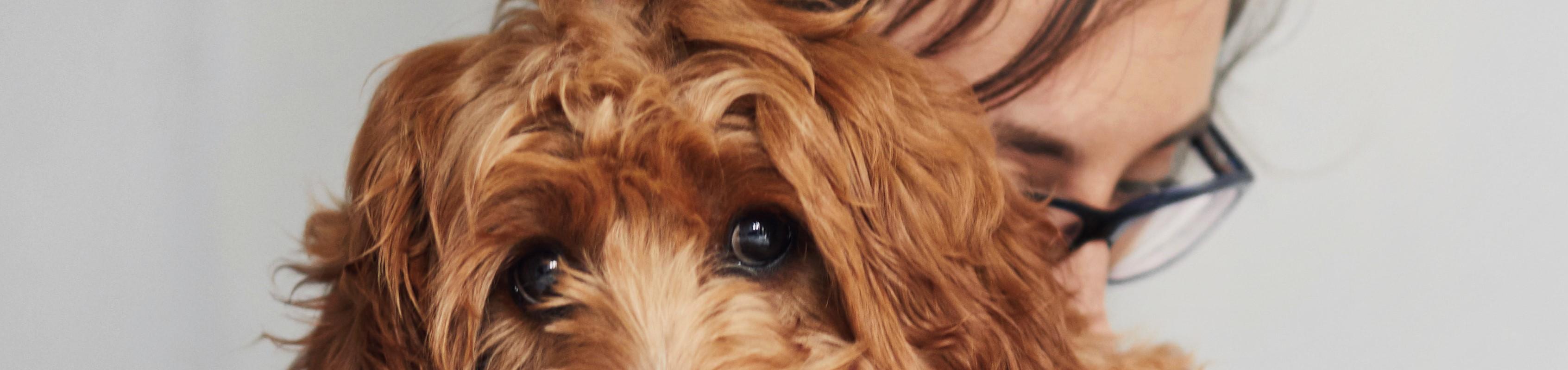 perro con enfermedad cardiaca