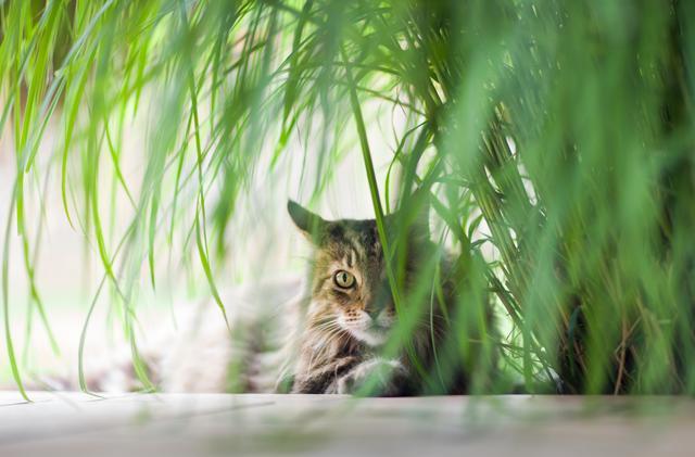 síntomas diabetes felina