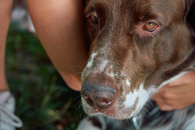 síntomas diabetes en perros