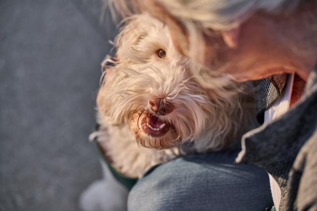 tratamiento 1_02 bannerslider cardiology dogs2