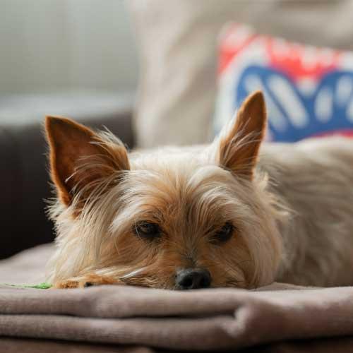 cardiologia en perros