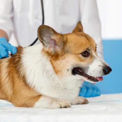 diagnostico cardiologia