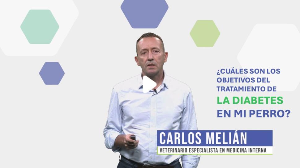 Objetivo del tratamiento de la diabetes en perros